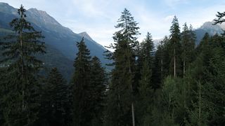 "Whispers of the Wilderness: A Visual Retreat into Nature's Embrace"