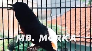 Murai batu Morka