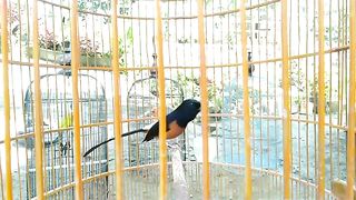 Murai bird 2