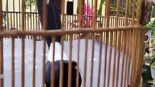 Murai bird song