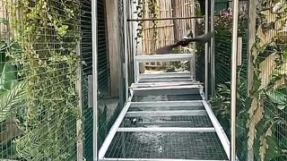 Flaying bird murai batu