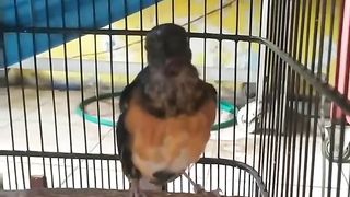 Sing song murai batu