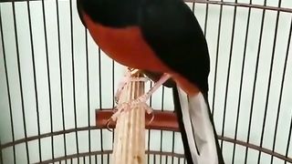 Song cetrekan Murai batu