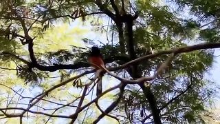 Murai batu in wild