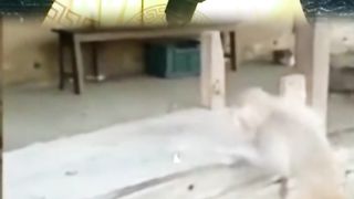 funny videos 70