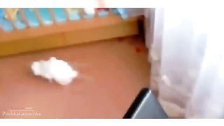 Funny Animal 21