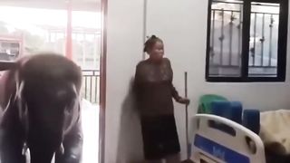 An elephant visit his master who is sick