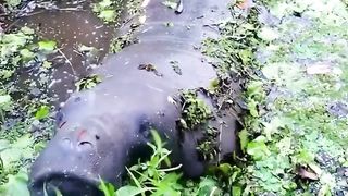 Hewan apa ini yah