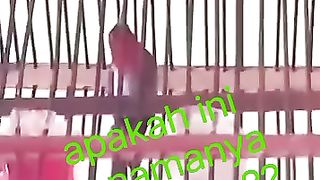 the sound of the king sepah bird