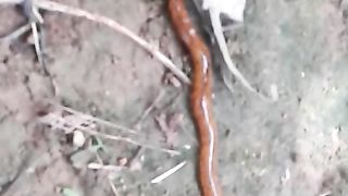 animal 54