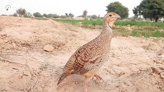 grey francolin sound,jungli teetar hunting sounds,desi teetar ki awaz