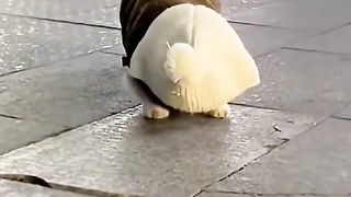 Funny cats 94