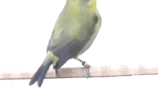 Zeosterops white eye