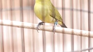 Amazing zeosterops