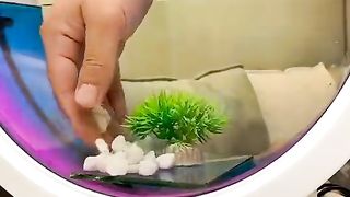 Fishes and Fish Aquarium
