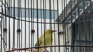 Zeosterops gacor