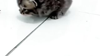 White Cat Really Enjoys Playing with His Little Brother