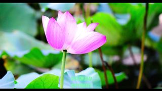 Pink lotuses photo collection. Music and photo by STANLIHAI