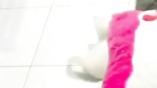White Kitten Falls from Bed