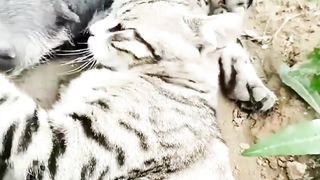 Striped Cat Makes the Wrong Friend