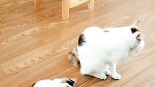 Kitten Follows Her Mother's Style