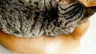 Striped Cat Makes Friends with Doggy