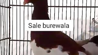 Fancy pigeons for sale in Pakistan