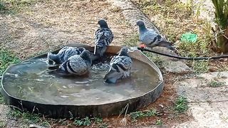 કબૂતરો