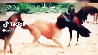 Dog And Cocke Fight Live