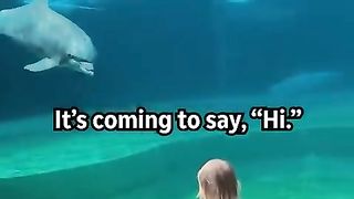 Cute chat between a little girl and dolphin.