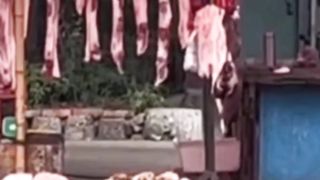 Kittens eat larger beef