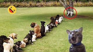 Funny Dogs And Cats Videos 2023 ???? - Best Funniest Animal Videos Of The week #1