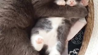 Mother Cat Loves Kitten who is Cute Like a Doll