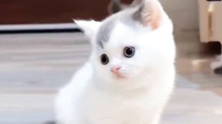 Cute Kitten Like a Doll