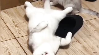 Cute Kitten Playing With Its Mother's Tail