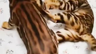 Funny cat