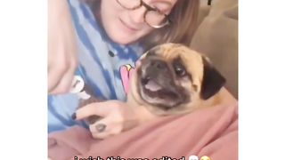 Dog screaming ????