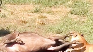 The#Animal ,target audience and  national #