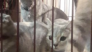 #The Animal lifestyle,  to the beauty ful cat,