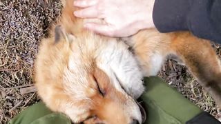 Animal fox