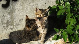 Kittens are playing