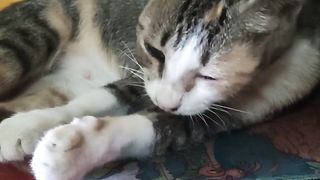 relaxing cat 3