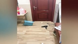 New Funny Videos 2023 ???? Cutest Cats and Dogs ???????? 12