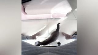 New Funny Videos 2023 ???? Cutest Cats and Dogs ???????? 13