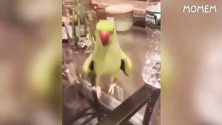 try not to laugh, or you lose