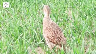 gray pheasant call in green grass,female tetar awaz,tutar voice