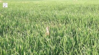 grey francolin speaks fast in the green grass,teetar awaz