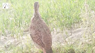 irani teetar ki latest voice,partridge female ki boli