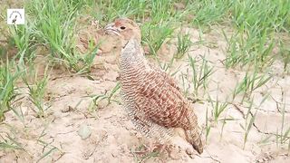 pheasants,teetar ke awaz,pheasant sound,teetar panchi ,silver francolin