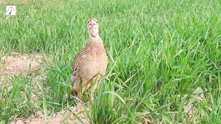 top 11 difefrent sound of pheasant,teetar ka enjoy tetar ki boli